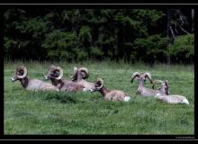 Mouflon - l Rocheuses americaines