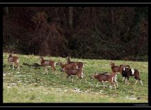 Mouflon