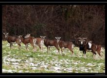 Mouflon