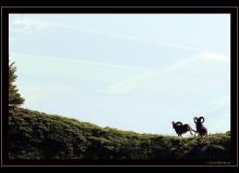 Mouflon dans la region de Torgon
