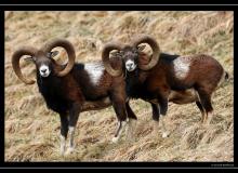 Mouflon dans la region de Torgon