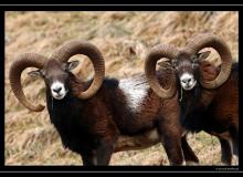 Mouflon dans la region de Torgon