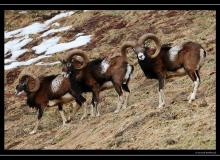 Mouflon dans la region de Torgon