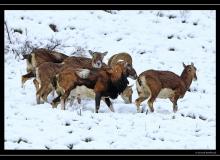 Mouflon dans la region de Torgon