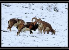 Mouflon dans la region de Torgon