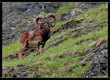 Mouflon dans la region de Torgon