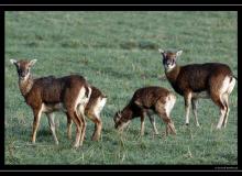 Mouflon dans la region de Torgon