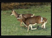 Mouflon dans la region de Torgon