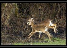 Mouflon dans la region de Torgon
