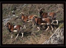 Mouflon dans la region de Champery