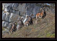 Mouflon dans la region de Champery
