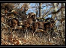 Mouflon dans la region de Torgon