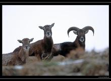 Mouflon dans la region de Torgon