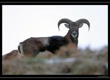 Mouflon dans la region de Torgon