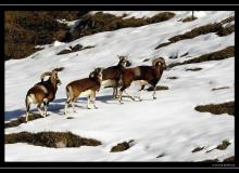 Mouflon dans la region de Champery