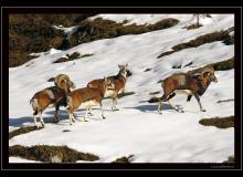Mouflon dans la region de Champery