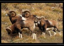 Mouflon dans la region de Champery