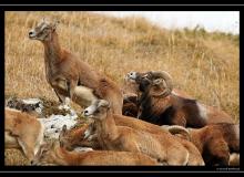 Mouflon dans la region de Champery