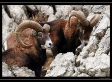 Mouflon dans la region de Champery