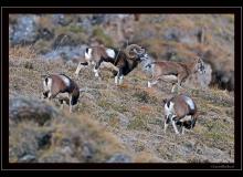 Mouflon dans la region de Champery