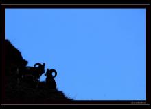 Mouflon dans la region de Champery