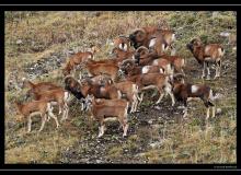 Mouflon dans la region de Champery