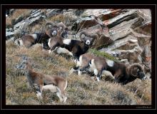 Mouflon dans la region de Champery