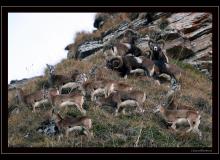 Mouflon dans la region de Champery