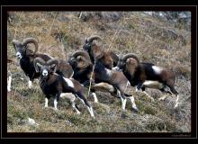 Mouflon dans la region de Champery