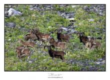Mouflon dans le vallon de Verne