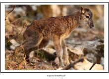 Mouflon dans la region de Torgon