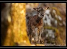 Mouflon dans la region de Torgon