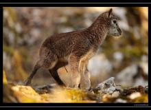 Mouflon dans la region de Torgon