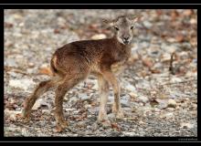 Mouflon dans la region de Torgon