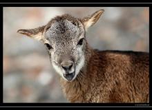 Mouflon dans la region de Torgon