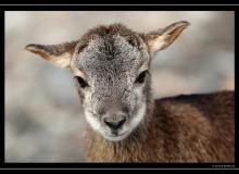 Mouflon dans la region de Torgon