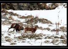 Mouflon dans la region de Champery