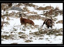 Mouflon dans la region de Champery