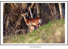 Mouflon dans la region de Torgon