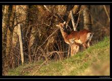 Mouflon dans la region de Torgon