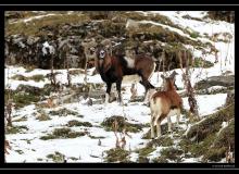 Mouflon dans la region de Champery
