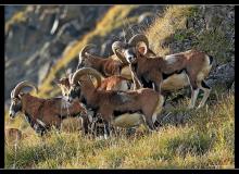 Mouflon dans la region de Champery