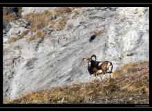 Mouflon au col de Cou