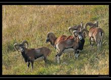 Mouflon dans la region de Champery