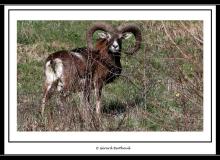 Mouflon dans la region de Champery