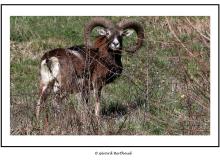 Mouflon dans la region de Champery