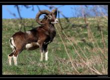 Mouflon dans la region de Torgon