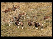 Mouflon dans la region de Champery