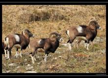 Mouflon dans la region de Champery