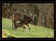 Mouflon dans la region de Torgon